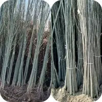 صنوبر سیاه تبریزی