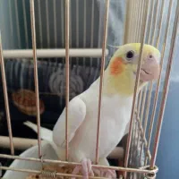 نر هست وبالغ