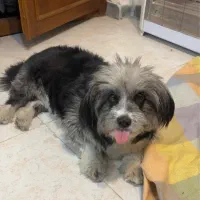 واگذاری|سگ|رشت, سعدی (تختی)|دیوار