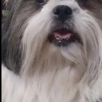 شیتزو خالص زیر قیمت فوری|سگ|تبریز, |دیوار