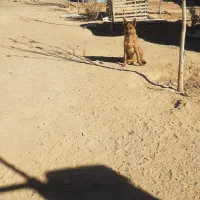 سگ ژرمن|سگ|مشهد, رده|دیوار