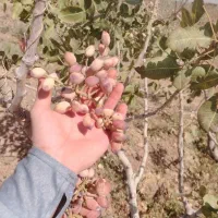 باغ-پسته