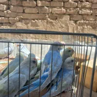 مرغ عشق رینبو اصل( رنگین کمانی )