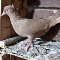 کبوتر رنگی|پرنده|برازجان, |دیوار