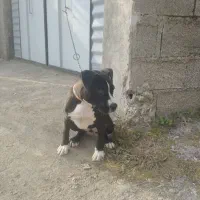 واگذاری طوله ماده امریکن پیتبول|سگ|بندر انزلی, گلشن|دیوار