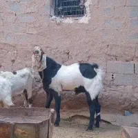 نربز پاکستانی اصل