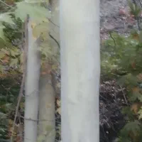 خریدار هرنوع چوب چنار، گردو، سفید دال وغیره