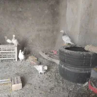 کفتر سینه و سرور