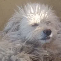 سگ شیتزو نر