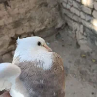 کبوتر طوقی  نر|پرنده|داران, |دیوار