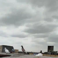 کفتر بوم رنگه و آلمانی