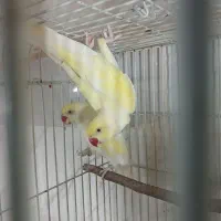 ملنگو مولد کرمینو کار داده