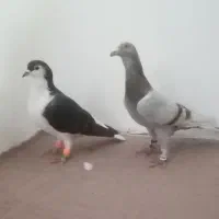 کبوتر اقون و ساده سیاه