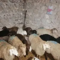 گوسفند|حیوانات مزرعه|گرمخان, |دیوار