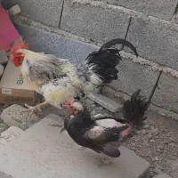 مرغ و خروس عاشق