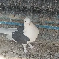 کفتر فروشی|پرنده|تهران, گرگان|دیوار