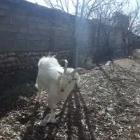 بزنر سانن|حیوانات مزرعه|سجاس رود, |دیوار