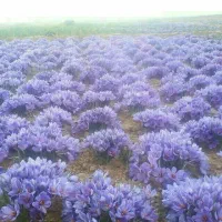 گل زعفران1950|خوردنی و آشامیدنی|سبزوار, شرق کال جنوبی (شمس آبادی)|دیوار