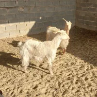 دوعدد بز جوان|حیوانات مزرعه|دهق, |دیوار