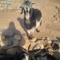 بیگ تختی|حیوانات مزرعه|میانکوه, |دیوار