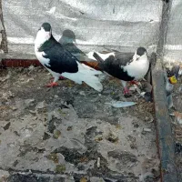 چند عدد کبوتر ارزش داره|پرنده|ماهدشت, |دیوار