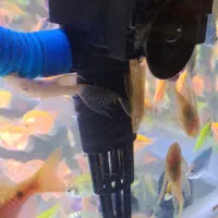 ماهی آکواریوم لجنخوار غذا گیاه خوار وگوشتخوار|ماهی|رشت, منظریه|دیوار