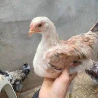 ۱۱ تا مرغ بالغ