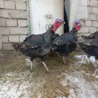 تخم نطفه داراصل برنز