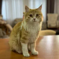 گمشده، گربه نر