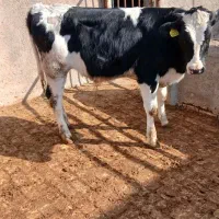 گوساله|حیوانات مزرعه|بوئین زهرا, |دیوار