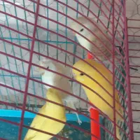 مرغ عشق رنگ خاص دورگه انگلیسی