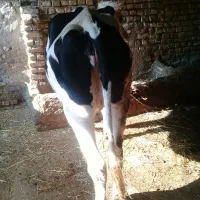 تلیسه آبستن