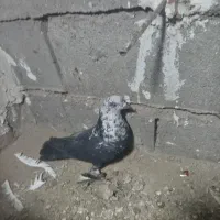 کبوتر|پرنده|میان جلگه, |دیوار