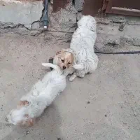 سگ خارجی