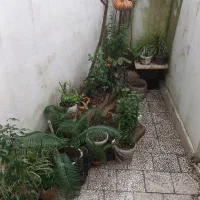 ملک نسقی دیانتی