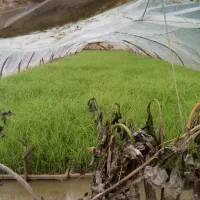 نشا توم هاشمی