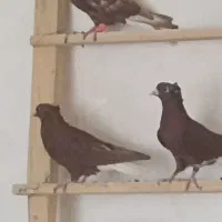 کبوتر سرخن دم سفید|پرنده|کرمانشاه, |دیوار