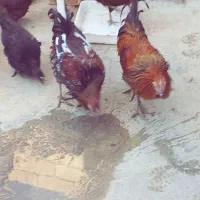 خروس و خسی محلی اصل اصل نژاد دار