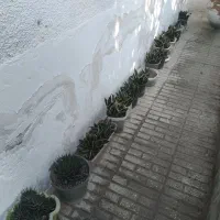 کاکتوس صخره ای|گل و گیاه طبیعی|تنکابن, |دیوار