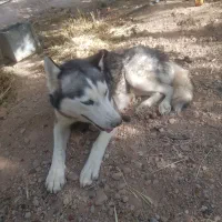 توله هاسکی|سگ|مبارکه, |دیوار