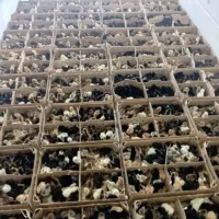 جوجه رایگان شد