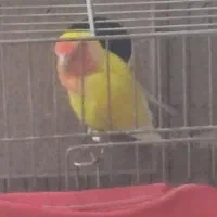 یه جفت طوطی برزیلی|پرنده|ری, شهرری|دیوار