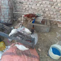 جوجه مرغ وخروس بزرگ وکوچک.موجودهست|حیوانات مزرعه|زابل, |دیوار