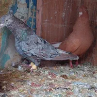 نرماده سرور و زرد دم سفید|پرنده|شیراز, تندگویان|دیوار