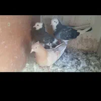...کفتر یک‌جایی وتک عکس بیشتر پیام بدید|پرنده|تهران, شهرک گلها (تهرانسر)|دیوار