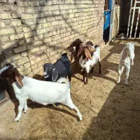 بزغاله و کره  بز