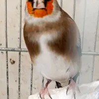 سهره خط چشم دار|پرنده|ری, ملکآباد|دیوار