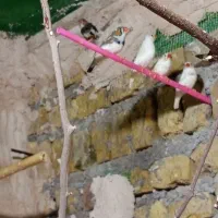 فنج|پرنده|یزد, |دیوار