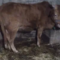 فروشی تلم و گاو|حیوانات مزرعه|اطاقور, |دیوار