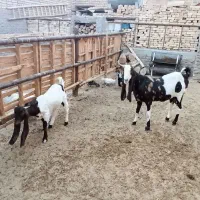 گوسفند پاکستانی|حیوانات مزرعه|یزد, |دیوار
